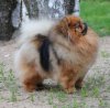 Sophies Gem Bon Amur