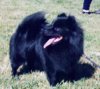 Pienenpolun Miss Milinda