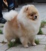 Natali Dog Andzhel Dri