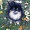 Miss Pupa Dolcepom