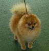 Royal Poms Rokki Red