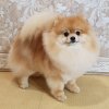 Lilpom Nardin Il' Toro