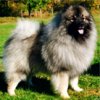 King Edwards Burriga Bragd-Bjorn