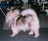 Schone Hund Bernadet