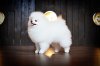 Fabian Royal Pom Adelavis