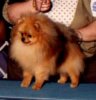 Rockwood's Precious Herbie