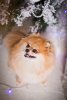 Luxurypoms Izzi