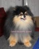 Grand Prizents Dariy