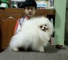 News Pomeranian Bekky