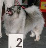 Cora Corambolina Evridex