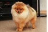 Flovers Pom Marsella Alessiya