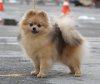 Natali-Dog Zolotaya Mechta Dlya Sweet Pich