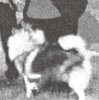Ikurin Furu Ike