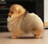 Flovers Pom Oskar Gold Hanter