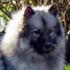 Silver Shadow De Sanna Gourska