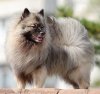 Schone Hund Papina Dochka