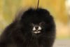 Maysterverk So Speshial N Blek In Russian