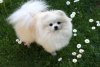 Avalon's Gard Bembi