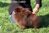 Rot Star Non Grandt Beylis