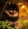 Feliks Allium