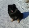 Rikki-Tikki-Tavi Fon Vishenkhoff