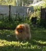 Maksbord Evroshtuchka