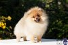 Shev's Poms Absolyut Legend Of Ze Empayr