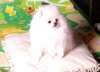 Mommy-Pommy Yasmina