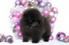 Bis Grunen Hof Be My Baby