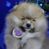 Lana S Pom Patrik Loving Layf