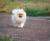 Natti Delyuks Essin My Best Hirou