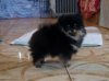 Amber Lilii Layn Nort Yahont