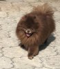 San Tina Little Paws Hershey