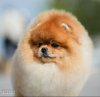 Shining Pom Call Me Mei