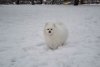 New Pomeranians Dolly