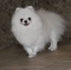 Only My Pom Tiny Tim