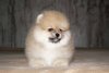Shev'c Poms En Gift For You