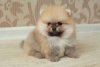 Vinni Puh