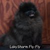 Laki Sharm Fly-Fly