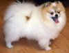 Selebriti Dog Uait Myuzik