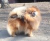 Fairypearl Lionella The Magnificent