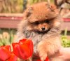 Charming Spitz Сarrera