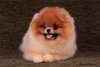 Sy Puppy Garden's Josefind