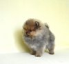Golden Baby Luchik Solntsa