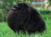 Jul's Poms Euphoria Black Temptation
