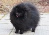 Jul’S Poms Eros Versace