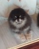 Amur Lyubimyy Angel