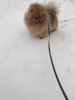 Royal Poms Lamber Krauf