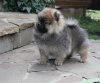Charming Spitz Lancelot Du Lak