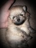 Shev`c Poms Tapioka